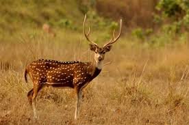 Wildlife of Gujarat