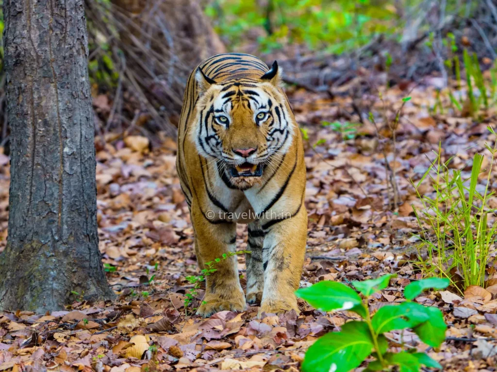 tiger spotted in Bandhavgarh tiger safari
